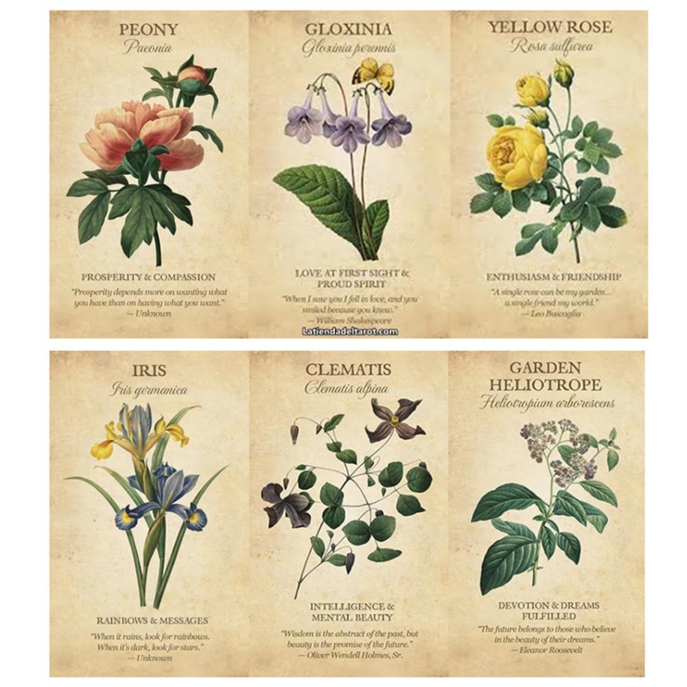 Botanical Inspiration Oracle-K – Board Game Inspiration Bewertung und Preis